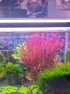 (Category: ) located in . Submitted by jon_ng (Listing ID 1167077998, Image 1). Description: .