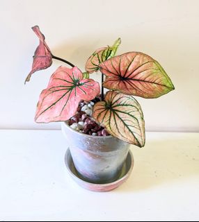（分類：）位於 。 由 PHLPHL 提交（商品編號 1167257635，圖片 1）。簡介： 。