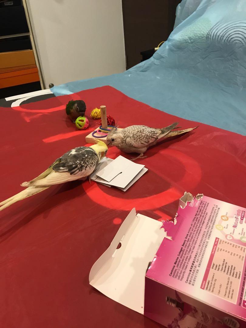 Bird boarding, Pet Supplies, Health & Grooming on Carousell