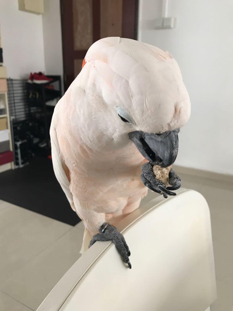Bird boarding, Pet Supplies, Health & Grooming on Carousell