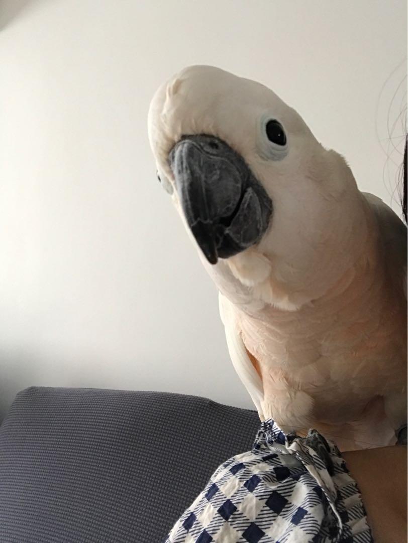 Bird boarding, Pet Supplies, Health & Grooming on Carousell