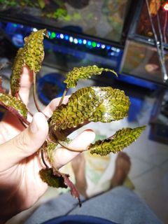 (Category: ) located in . Submitted by hessaquatics (Listing ID 1167301045, Image 1). Description: .