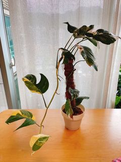 （分類：）位於 。 由 sara11166 提交（商品編號 1167308634，圖片 1）。簡介： 。