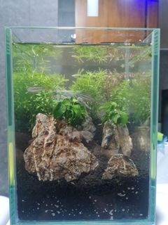 (Category: ) located in . Submitted by therealaquascappers (Listing ID 1167300555, Image 1). Description: .