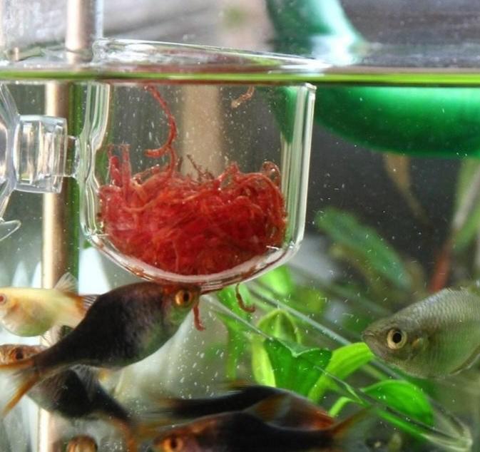 Glass Feeding Pod for Blood Worm Tubiflex Aquarium Fish Tank