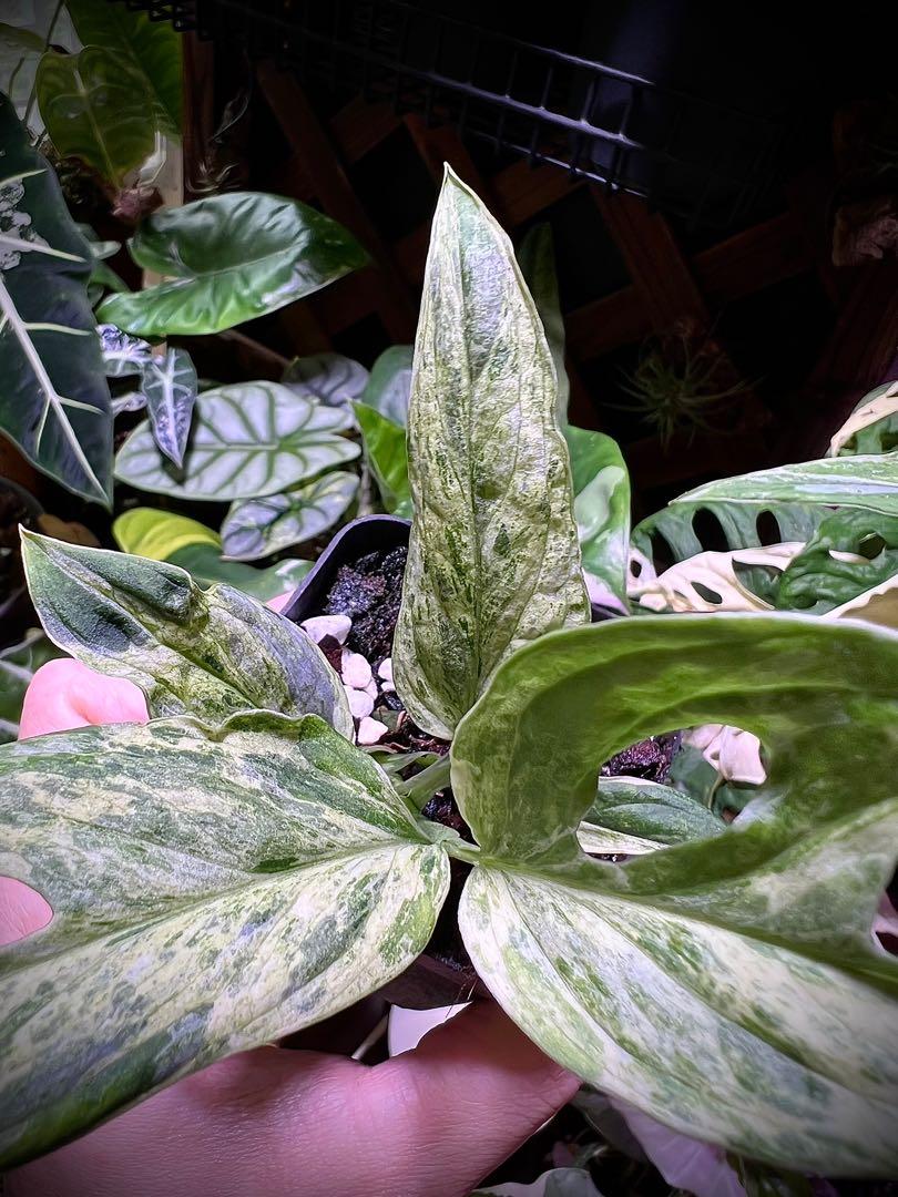 Monstera adansonii variegated mint / 仙洞龜背竹薄荷錦, 傢俬＆家居