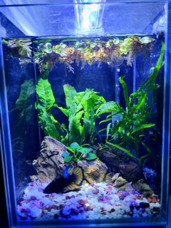 (Category: ) located in . Submitted by soojiahao (Listing ID 1167405523, Image 1). Description: .