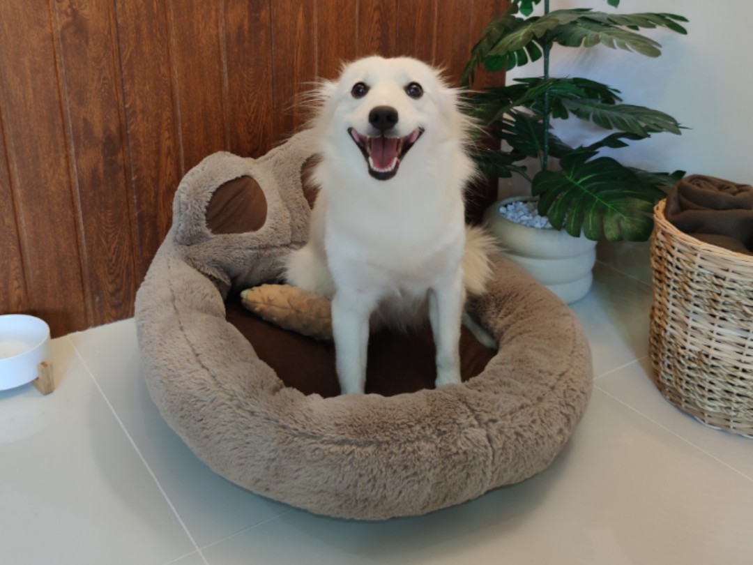 Pet Express Dog Bed Medium, Pet Supplies, Homes & Other Pet Accessories on Carousell