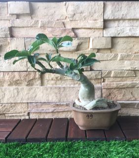 (Category: ) located in . Submitted by i.design (Listing ID 1167559836, Image 1). Description: .