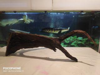 Driftwood