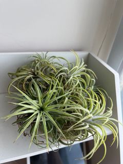 （分類：）位於 。 由 greenfoliage 提交（商品編號 1167443578，圖片 1）。簡介： 。