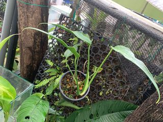 (Category: ) located in . Submitted by shiggai (Listing ID 1167462376, Image 1). Description: .
