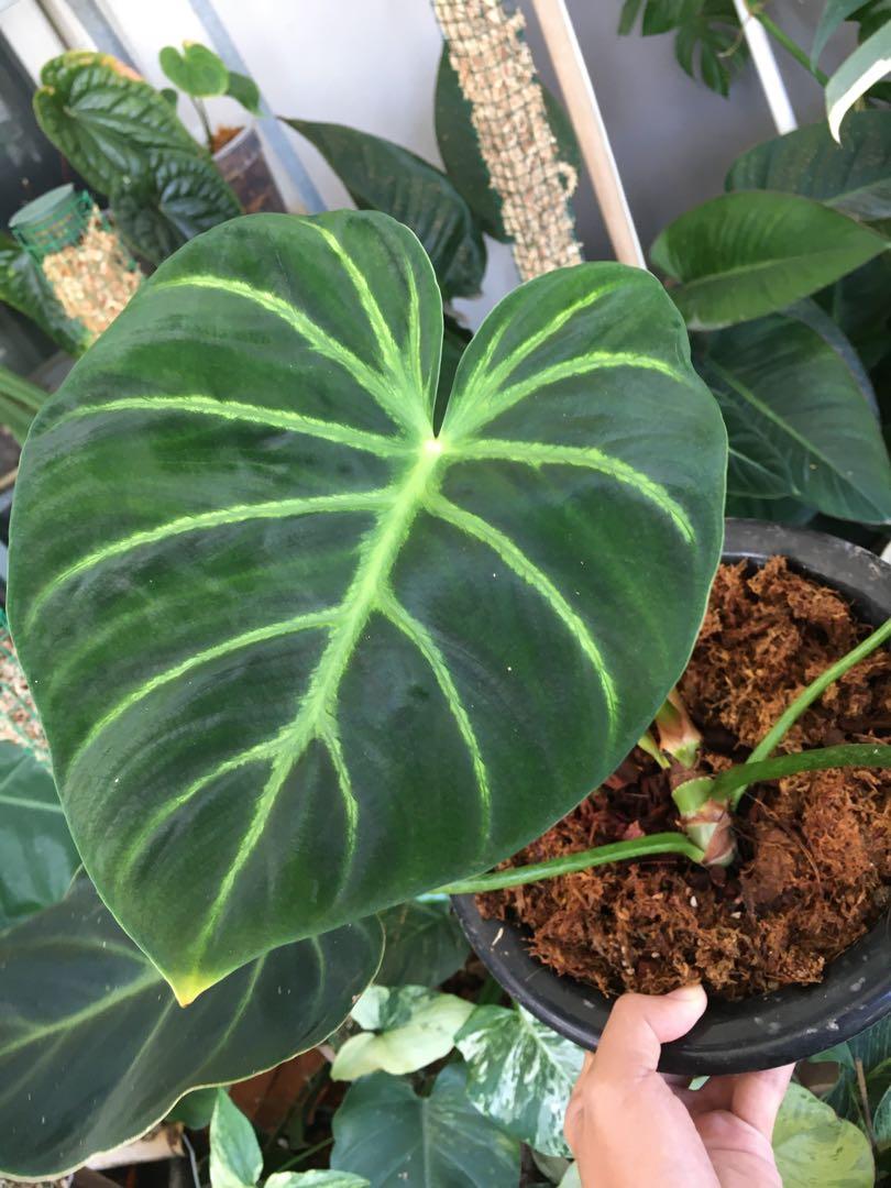 Philodendron Luxurian, Furniture & Home Living, Gardening, Plants