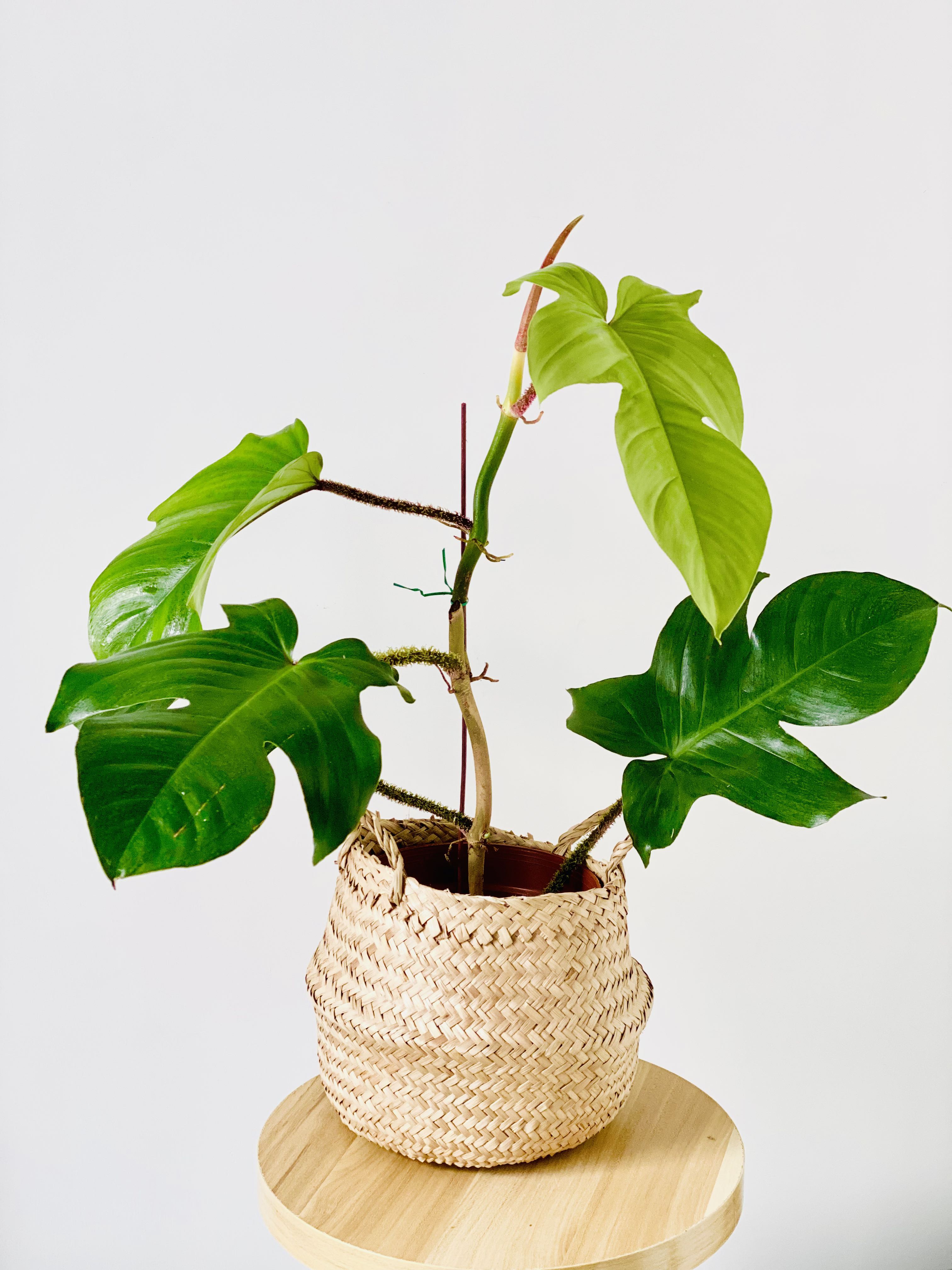 5葉1芽 Philodendron Squamiferum Red Bristle 綿毛蔓綠絨 紅毛柄蔓綠絨 龍爪蔓綠絨 室內植物 入伙禮物 家居裝飾 傢俬 家居 園藝 植物及種子