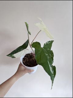 （分類：）位於 。 由 sommplants 提交（商品編號 1167530590，圖片 1）。簡介： 。