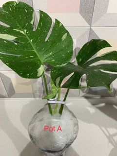 (Category: ) located in . Submitted by Monstera909 (Listing ID 1167518962, Image 1). Description: .