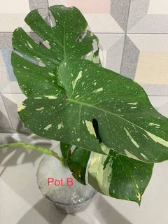 (Category: ) located in . Submitted by Monstera909 (Listing ID 1167519626, Image 1). Description: .