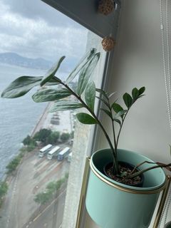 （分類：）位於 。 由 greenfoliage 提交（商品編號 1167444346，圖片 1）。簡介： 。