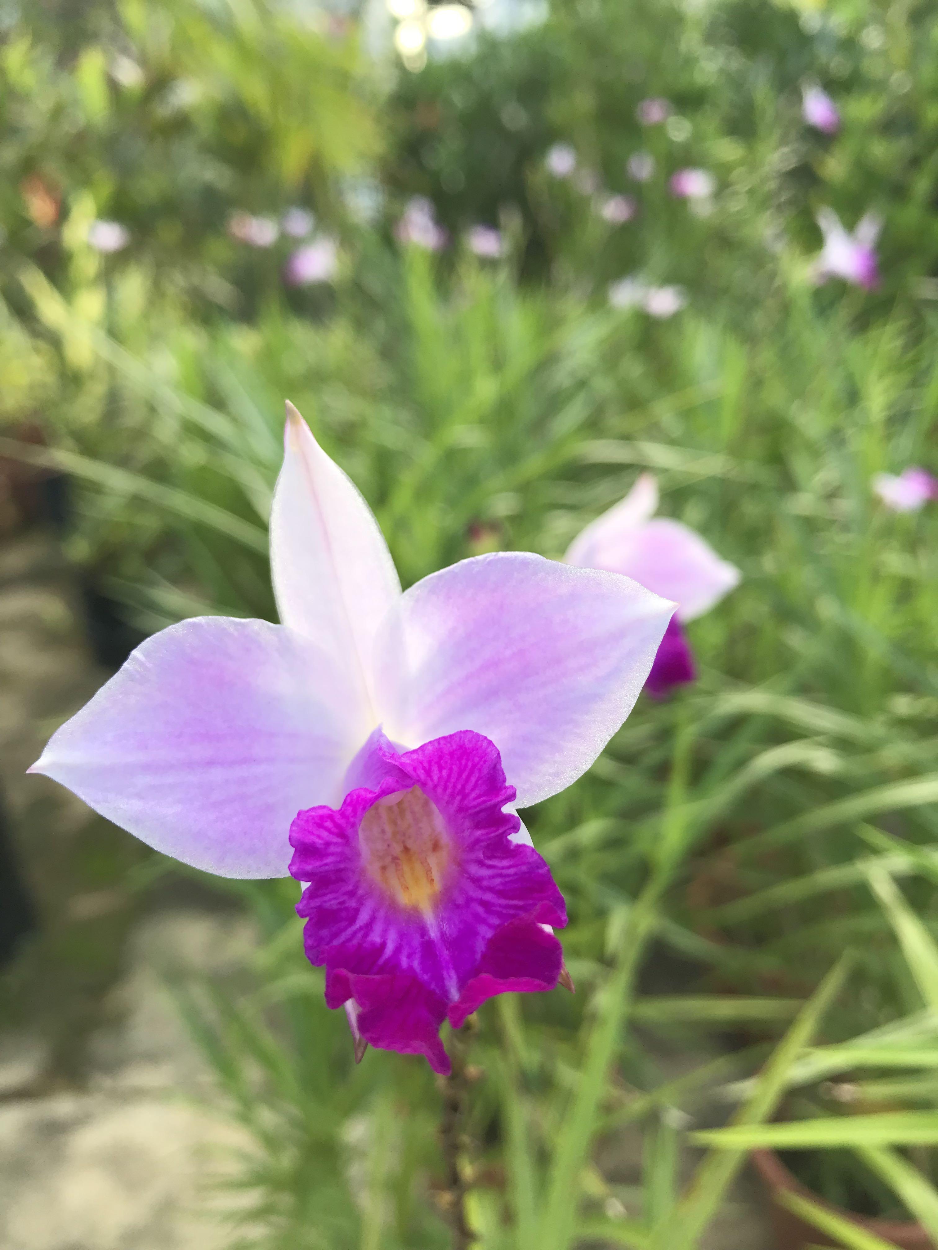 Bamboo Orchids Plant, Furniture & Home Living, Gardening, Plants