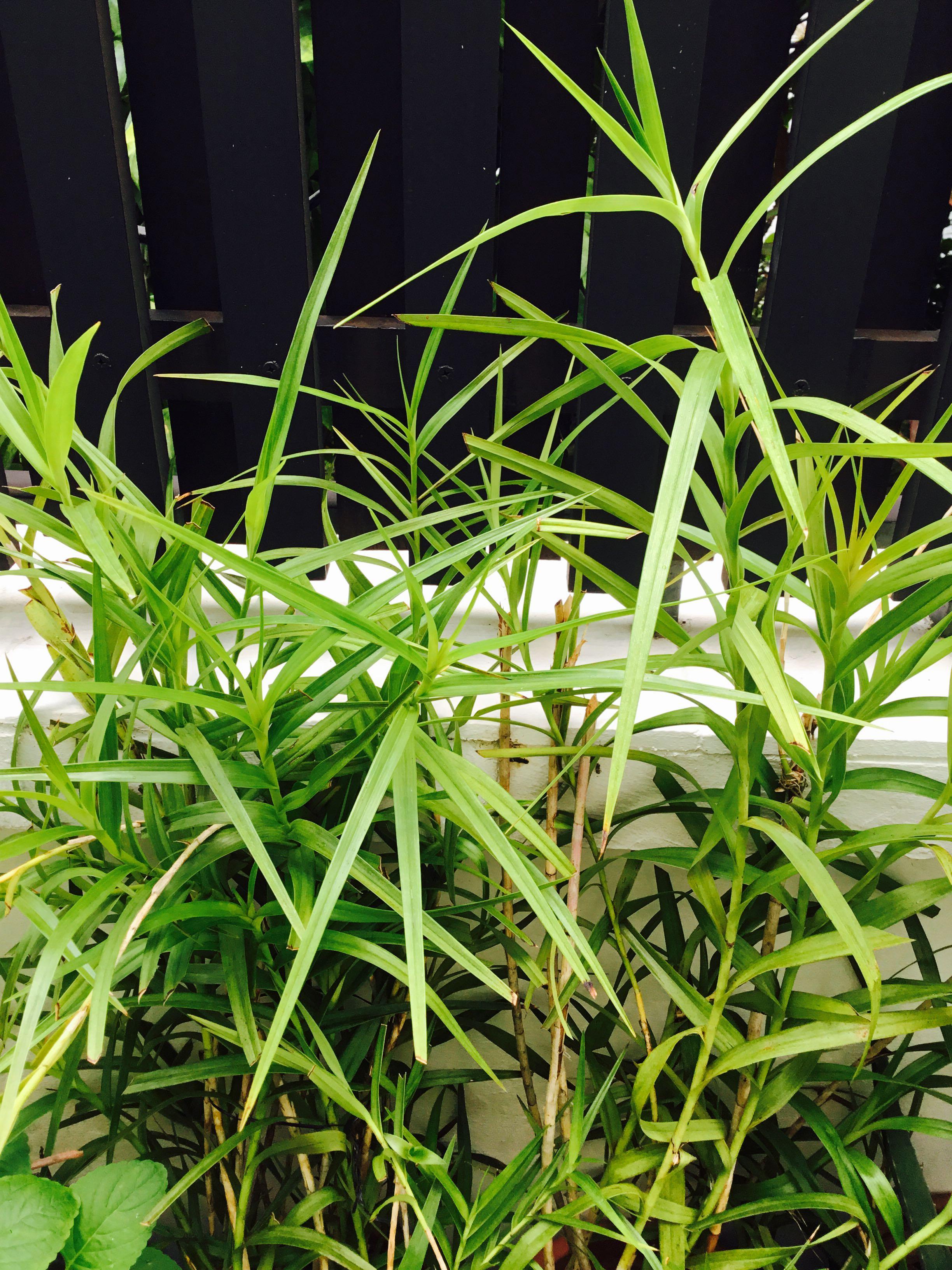 Bamboo Orchids Plant, Furniture & Home Living, Gardening, Plants