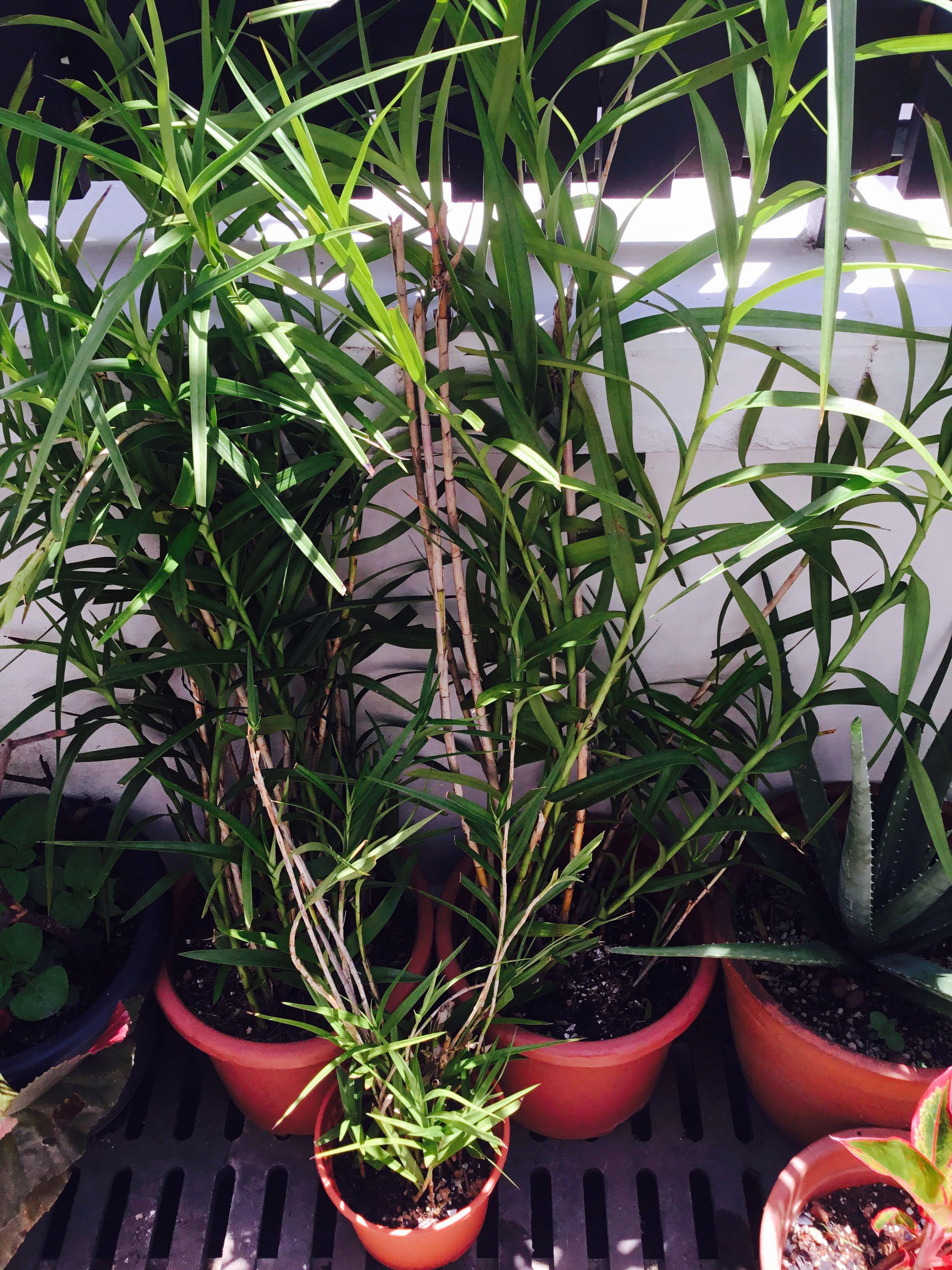 Bamboo Orchids Plant, Furniture & Home Living, Gardening, Plants