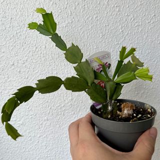 (Category: ) located in . Submitted by plants4you (Listing ID 1164126443, Image 1). Description: .