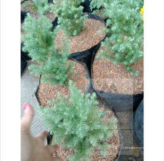 Christmas Tree Pine tree Dwarf Live Plant