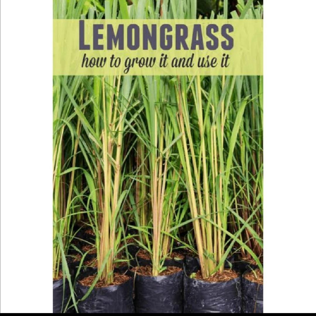 Citronella grass/Lemon Grass Live Plant, Furniture & Home Living