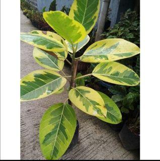 Ficus Altissima, or Lemon Lime Rubber Tree Live Plant Decorative