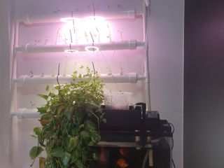 (Category: ) located in . Submitted by Ilovehydroponic (Listing ID 1164242878, Image 1). Description: .
