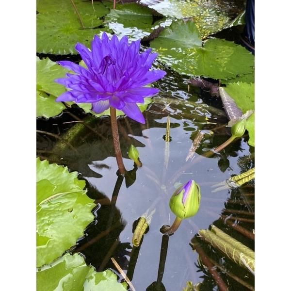 Lotus / Waterlily / Aquatic Plants Fertilizer / Bitex Fertilizer Tablet