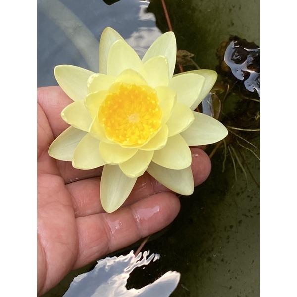 Lotus / Waterlily / Aquatic Plants Fertilizer / Bitex Fertilizer Tablet