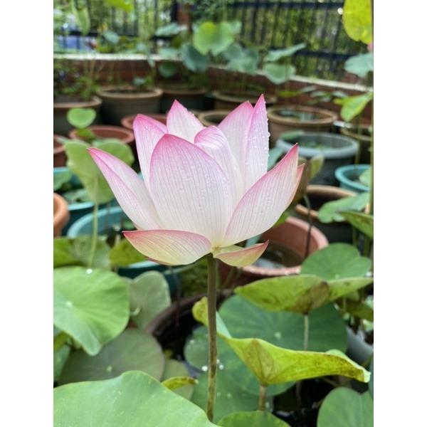 Lotus / Waterlily / Aquatic Plants Fertilizer / Bitex Fertilizer Tablet