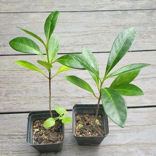 Parsonsia alboflavescens