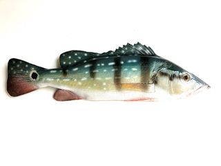 (Category: ) located in . Submitted by fishdecor.sg (Listing ID 1164104093, Image 1). Description: .