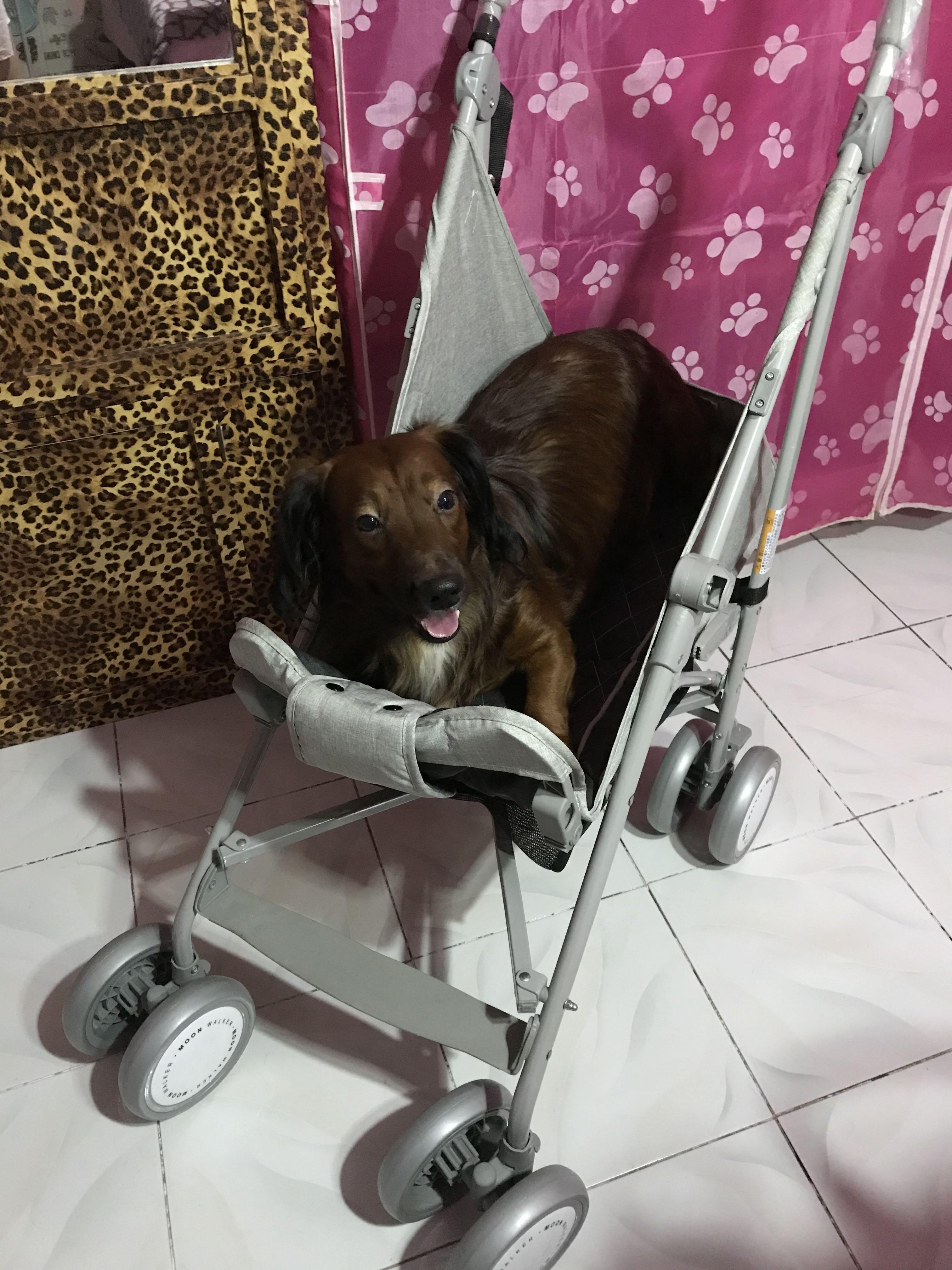 Pet Dog Stroller Open Converted Type, Pet Supplies, Homes & Other Pet Accessories on Carousell