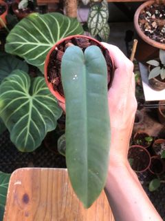 (Category: ) located in . Submitted by chlorophiles (Listing ID 1164153795, Image 1). Description: .