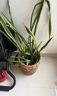 （分類：）位於 。 由 sellingstar 提交（商品編號 1164162511，圖片 1）。簡介： 。