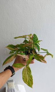 (Category: ) located in . Submitted by i.propagate (Listing ID 1164067389, Image 1). Description: .