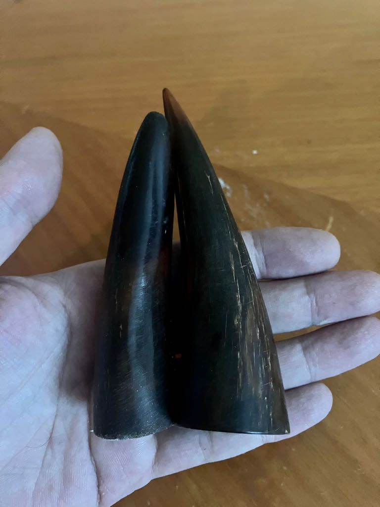 野生山羊角 興趣及遊戲 收藏品及紀念品 古董收藏 Carousell