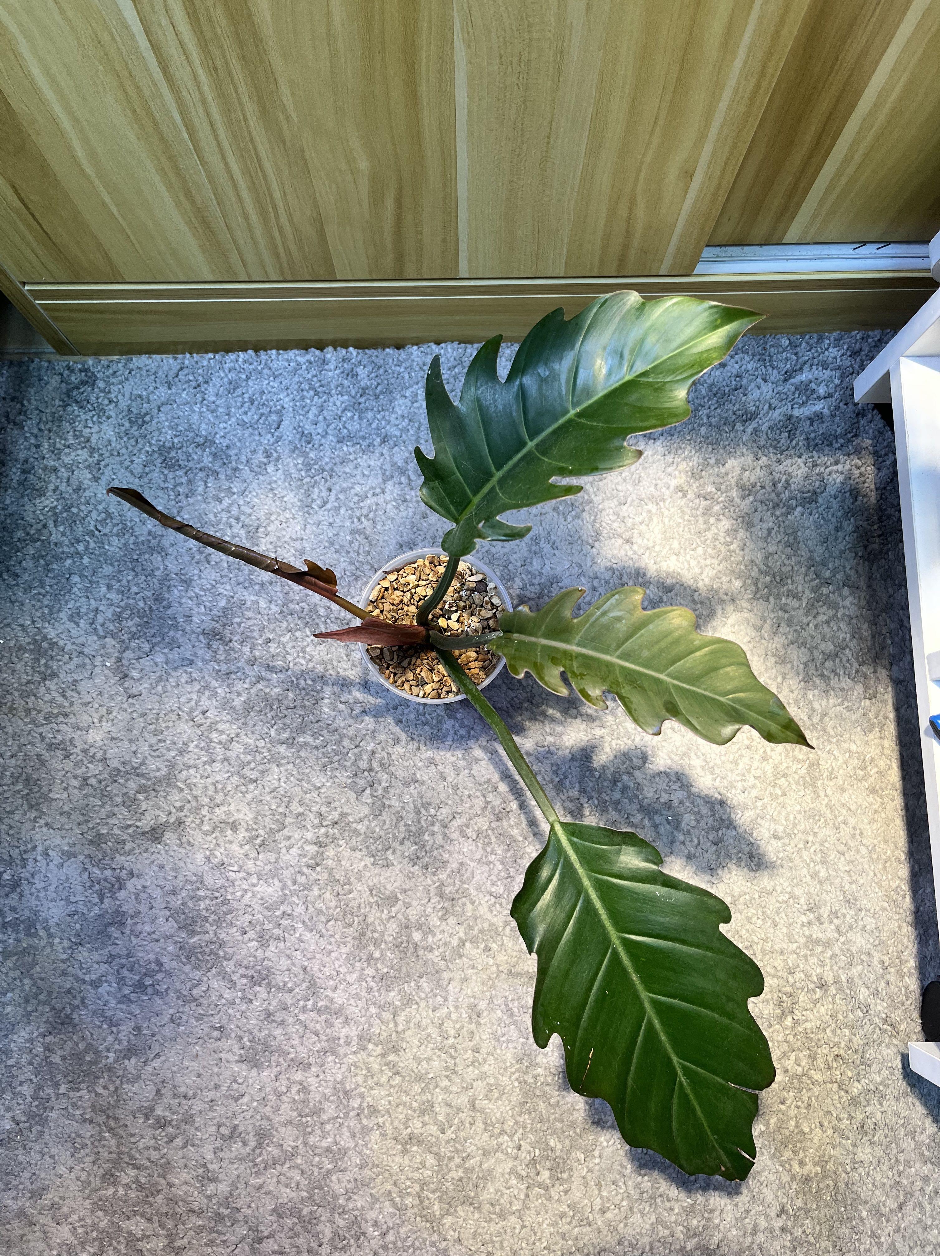 神鋸蔓綠絨philodendron Pluto 三葉 清位急放 傢俬 家居 園藝 植物及種子 Carousell 神鋸蔓綠絨philodendron Pluto 三葉 清位急放 傢俬 家居 園藝 植物及種子 Carousell