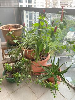 (Category: ) located in . Submitted by carminas (Listing ID 1167731353, Image 1). Description: .