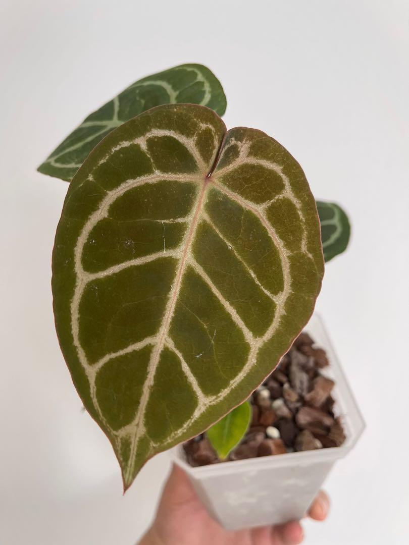 Anthurium SKG sliver x Red Crystall self Anthurium SKG X Red