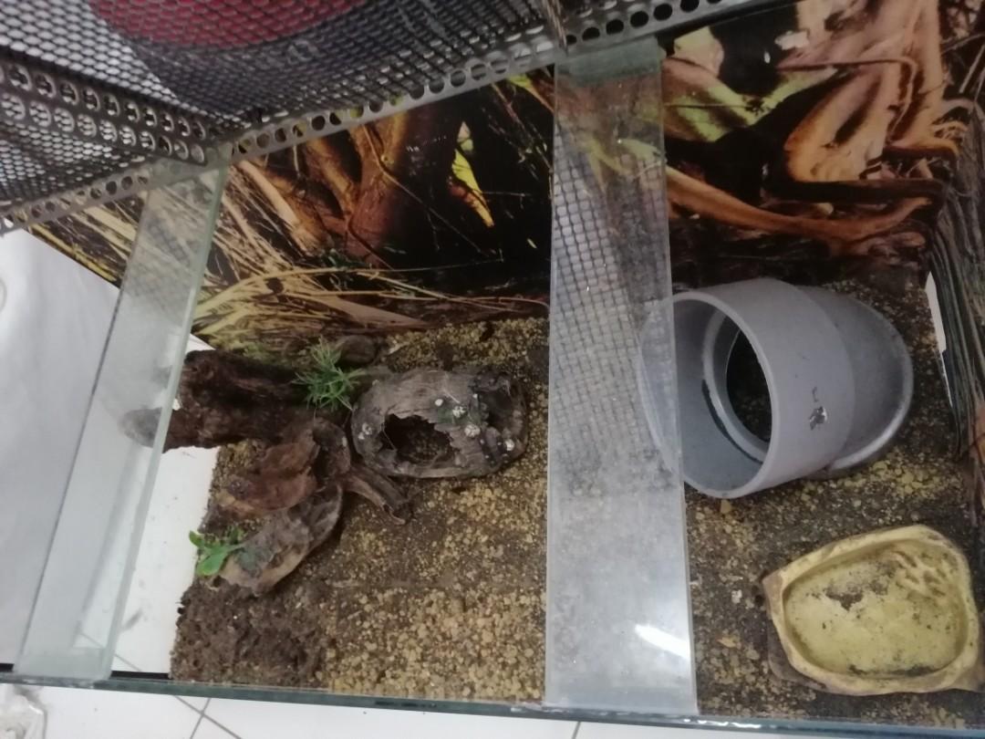 Aquarium for tarantula/lizard/scorpion, Pet Supplies, Homes & Other Pet