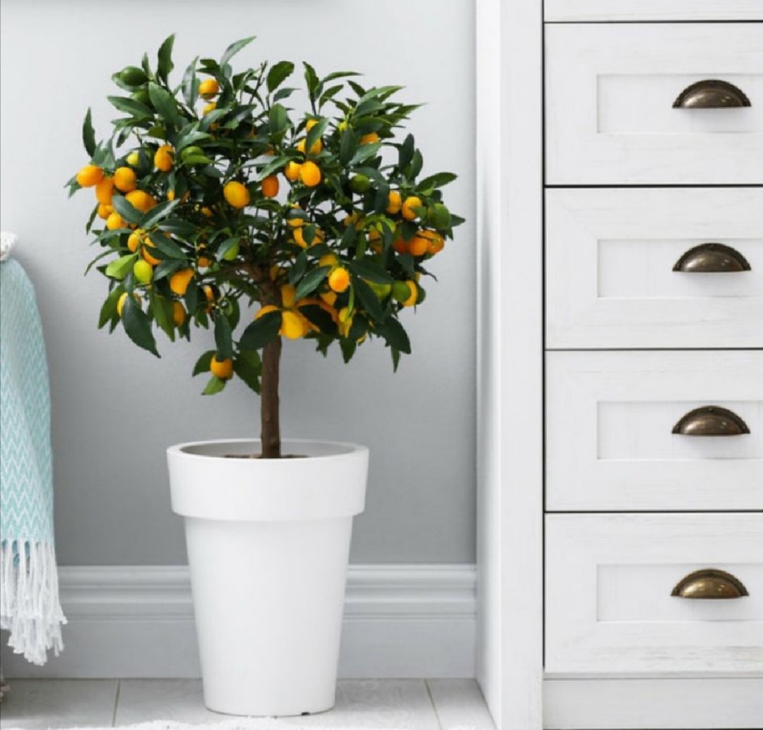 Kiat kiat Grafted dwarf Ponkan oranges live Plant seedlings, Furniture