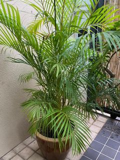 (Category: ) located in . Submitted by diane274 (Listing ID 1167630710, Image 1). Description: .