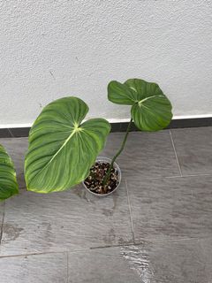 (Category: ) located in . Submitted by plantopia (Listing ID 1167624758, Image 1). Description: .