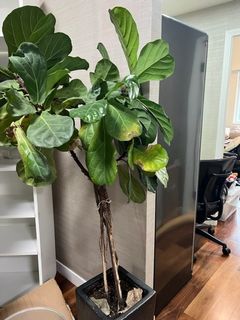 （分類：）位於 。 由 kiamster 提交（商品編號 1167730466，圖片 1）。簡介： 。