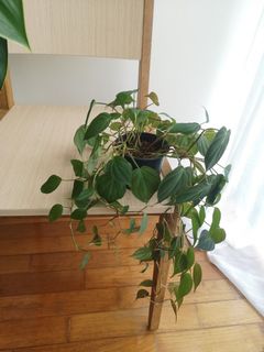 (Category: ) located in . Submitted by gabagl (Listing ID 1167682837, Image 1). Description: .