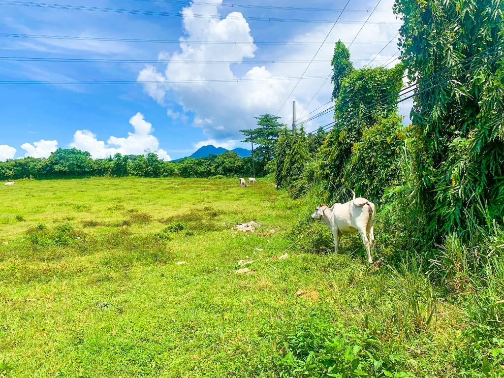 31K SQM Lot for Sale Tanauan Batangas Near Star Tollway Agricultural